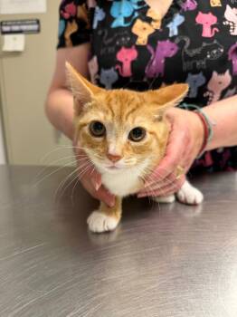 Ulysses -  Domestic Short Hair Cat for Adoption in Trenton, New Jersey - Ulysses | PetCurious