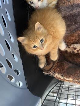 Domestic Medium Hair Cats Available for Adoption in Palmetto, Florida - A135834 | PetCurious
