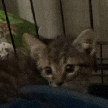 Frizz -  Domestic Short Hair Cat for Adoption in Durant, Oklahoma - Frizz | PetCurious