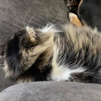 Maine Coon and Domestic Long Hair Cats Available for Adoption in Lyle, Minnesota - Whiskey | PetCurious
