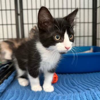 Zumi -  Domestic Medium Hair Cat for Adoption in Long Beach, California - Zumi | PetCurious