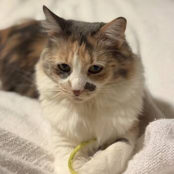 Rescue Domestic Long Hair Cats for Adoption in Hannibal, Missouri - Ms. Kitty | PetCurious