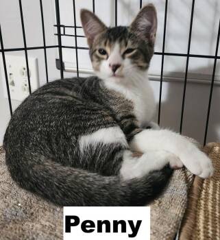 Penny -  Domestic Short Hair Cat for Adoption in Zimmerman, Minnesota - Penny | PetCurious
