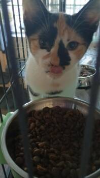 Tia -  Domestic Short Hair Cat for Adoption in Liberty, New York - Tia | PetCurious