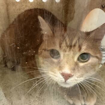 Rescue Domestic Short Hair Cats for Adoption in Philadelphia, Pennsylvania - Budy | PetCurious