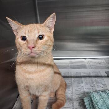 Xerxes -  Domestic Short Hair Cat for Adoption in Pauls Valley, Oklahoma - Xerxes | PetCurious