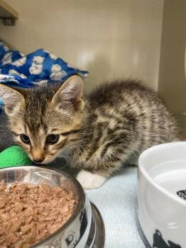 Snap Pea -  Domestic Short Hair Cat for Adoption in Winnipeg, Manitoba - Snap Pea | PetCurious