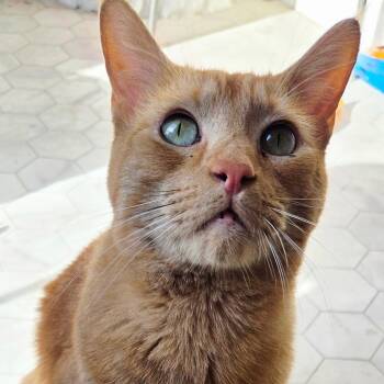Augustus -  Domestic Short Hair Cat for Adoption in Renton, Washington - Augustus | PetCurious
