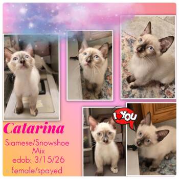 Catarina -  Siamese and Snowshoe Cat for Adoption in Missouri City, Texas - Catarina | PetCurious