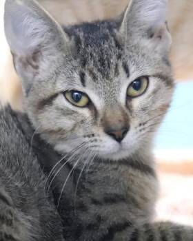 Redwood (PetSmart S Claiborne) -  Domestic Short Hair Cat for Adoption in New Orleans, Louisiana - Redwood (PetSmart S Claiborne) | PetCurious