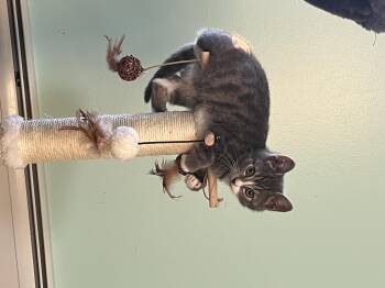 Dunlop -  Domestic Short Hair Cat for Adoption in Syracuse, New York - Dunlop | PetCurious