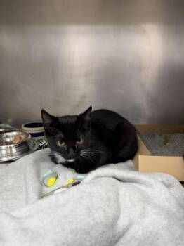 FIDGET SPINNER -  Domestic Short Hair Cat for Adoption in Omaha, Nebraska - FIDGET SPINNER | PetCurious