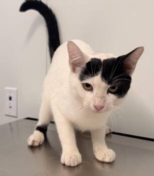 Miraculous -  Domestic Short Hair Cat for Adoption - Miraculous | PetCurious