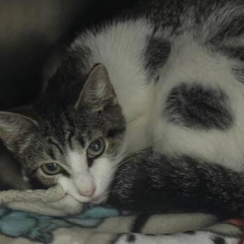 Cupcake -  Domestic Short Hair Cat for Adoption in Lakeland, Florida - Cupcake | PetCurious