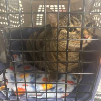 Magic -  American Shorthair Cat for Adoption in Newark, New Jersey - Magic | PetCurious