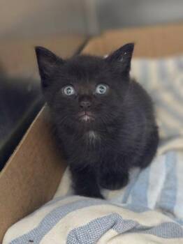 Hoho -  Domestic Short Hair Cat for Adoption in Westland, Michigan - Hoho | PetCurious