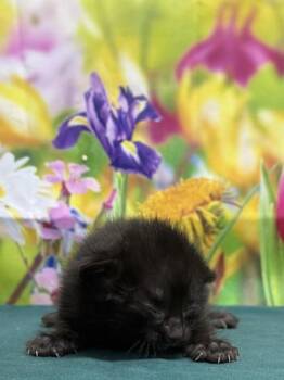 Domestic Short Hair Cats Available for Adoption in San Antonio, Texas - Cass | PetCurious