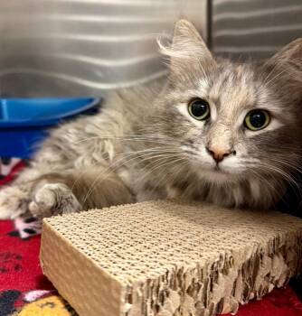 Domestic Short Hair Cats Available for Adoption in Ocala, Florida - Marble | PetCurious