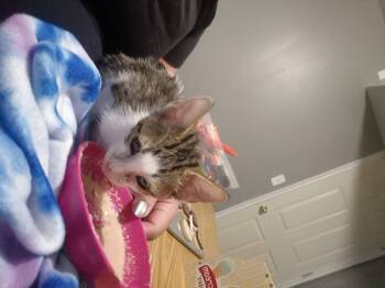 Billy -  Domestic Short Hair Cat for Adoption in Fruit Heights, Utah - Billy | PetCurious