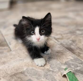 Kitten 27768 (Taz) -  Domestic Medium Hair Cat for Adoption in Parlier, California - Kitten 27768 (Taz) | PetCurious