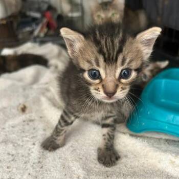 Victor -  Domestic Short Hair Cat for Adoption in League City, Texas - Victor | PetCurious