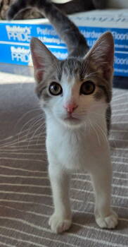 Rescue Domestic Short Hair Cats for Adoption in Columbus, Minnesota - Aragorn | PetCurious