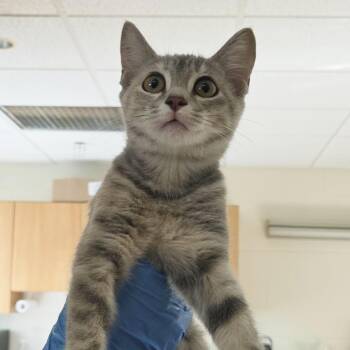 Hera -  Domestic Short Hair Cat for Adoption in Plover, Wisconsin - Hera | PetCurious
