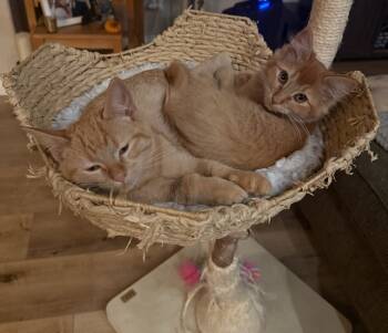 Rescue Domestic Short Hair Cats for Adoption in Lancaster, California - Siryn | PetCurious