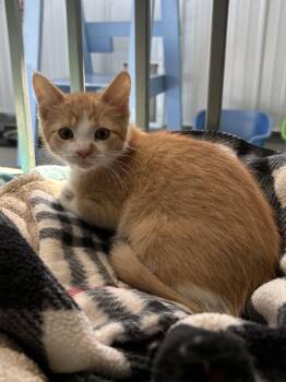 Andromeda -  American Shorthair Cat for Adoption in Big Rapids, Michigan - Andromeda | PetCurious