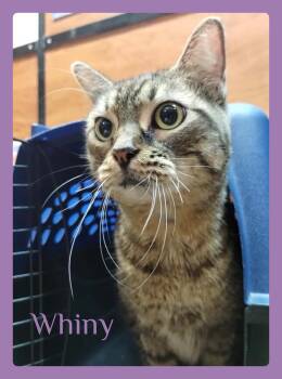 WHINY -  Tabby Cat for Adoption in Lawton, Oklahoma - WHINY | PetCurious