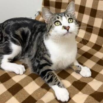 Carl -  Domestic Short Hair Cat for Adoption in Chaska, Minnesota - Carl | PetCurious