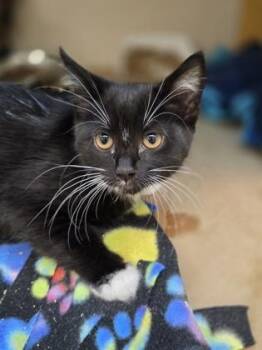 Sesame -  Domestic Short Hair Cat for Adoption in Bellevue, Washington - Sesame | PetCurious