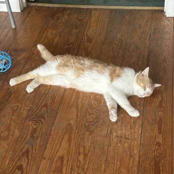 Pepper Jack -  Domestic Short Hair Cat Available for Adoption in Brimfield, Massachusetts - Pepper Jack | PetCurious