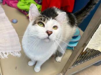 Domestic Short Hair Cats Available for Adoption - CALYPSO | PetCurious