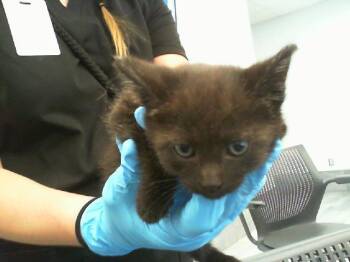 Domestic Short Hair Cats Available for Adoption in Charlotte, North Carolina - A1263445 | PetCurious