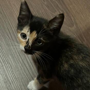 Tortellini -  Domestic Short Hair Cat for Adoption in Santa Rosa, California - Tortellini | PetCurious