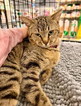 Domestic Short Hair Cats Available for Adoption in Augusta, Georgia - Ezra | PetCurious