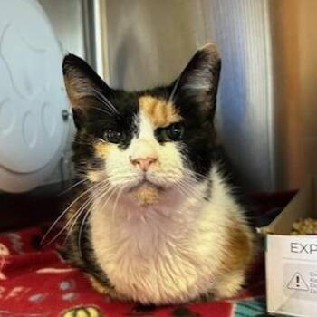 Mimi -  Domestic Short Hair Cat for Adoption in Knoxville, Tennessee - Mimi | PetCurious