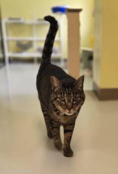 Gigantasaurus -  Domestic Short Hair Cat for Adoption in Blountville, Tennessee - Gigantasaurus | PetCurious