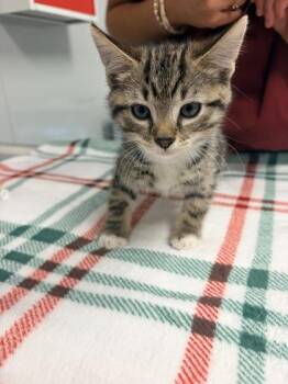 Domestic Short Hair Cats Available for Adoption in North Charleston, South Carolina - 06400B Mantis Petsmart Summerville | PetCurious