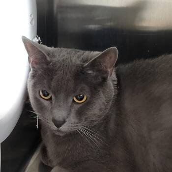 Mochi -  Domestic Short Hair Cat for Adoption in Las Vegas, Nevada - Mochi | PetCurious