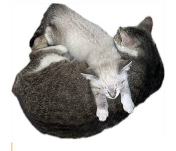 Rescue Tabby and Domestic Short Hair Cats for Adoption in Deltona, Florida - Darla | PetCurious