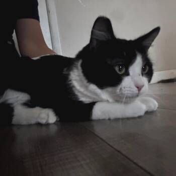 Domestic Medium Hair Cats Available for Adoption - Hurley | PetCurious