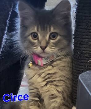 Rescue Domestic Long Hair Cats for Adoption in New Bern, North Carolina - CIRCE Kitten (f) | PetCurious