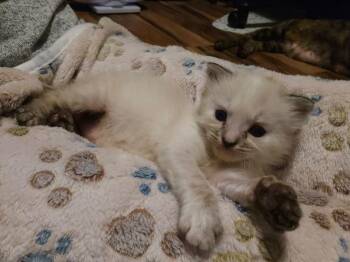 Inkwell -  Domestic Long Hair Cat for Adoption in Newnan, Georgia - Inkwell | PetCurious