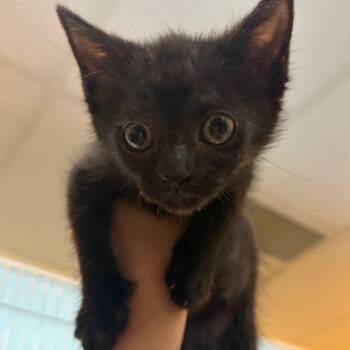 Tootsie Roll -  Domestic Short Hair Cat for Adoption in Chattanooga, Tennessee - Tootsie Roll | PetCurious