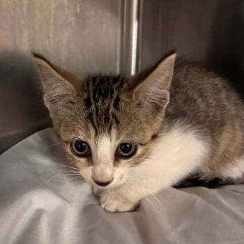 Wendy Lou -  Domestic Short Hair Cat for Adoption in Manhattan, Kansas - Wendy Lou | PetCurious