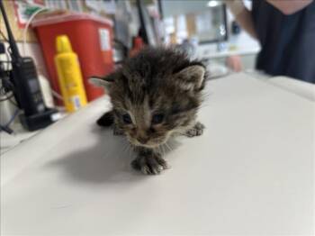 HELGA -  Domestic Short Hair Cat for Adoption in Santa Fe, New Mexico - HELGA | PetCurious