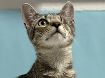Rescue Domestic Short Hair Cats for Adoption in Virginia Beach, Virginia - Peanut | PetCurious