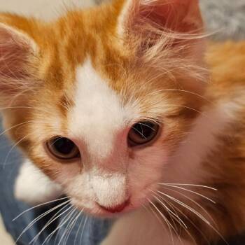 Ember 2 -  Domestic Long Hair Cat for Adoption in Shorewood, Illinois - Ember 2 | PetCurious